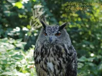 Oehoe [Bubo bubo]